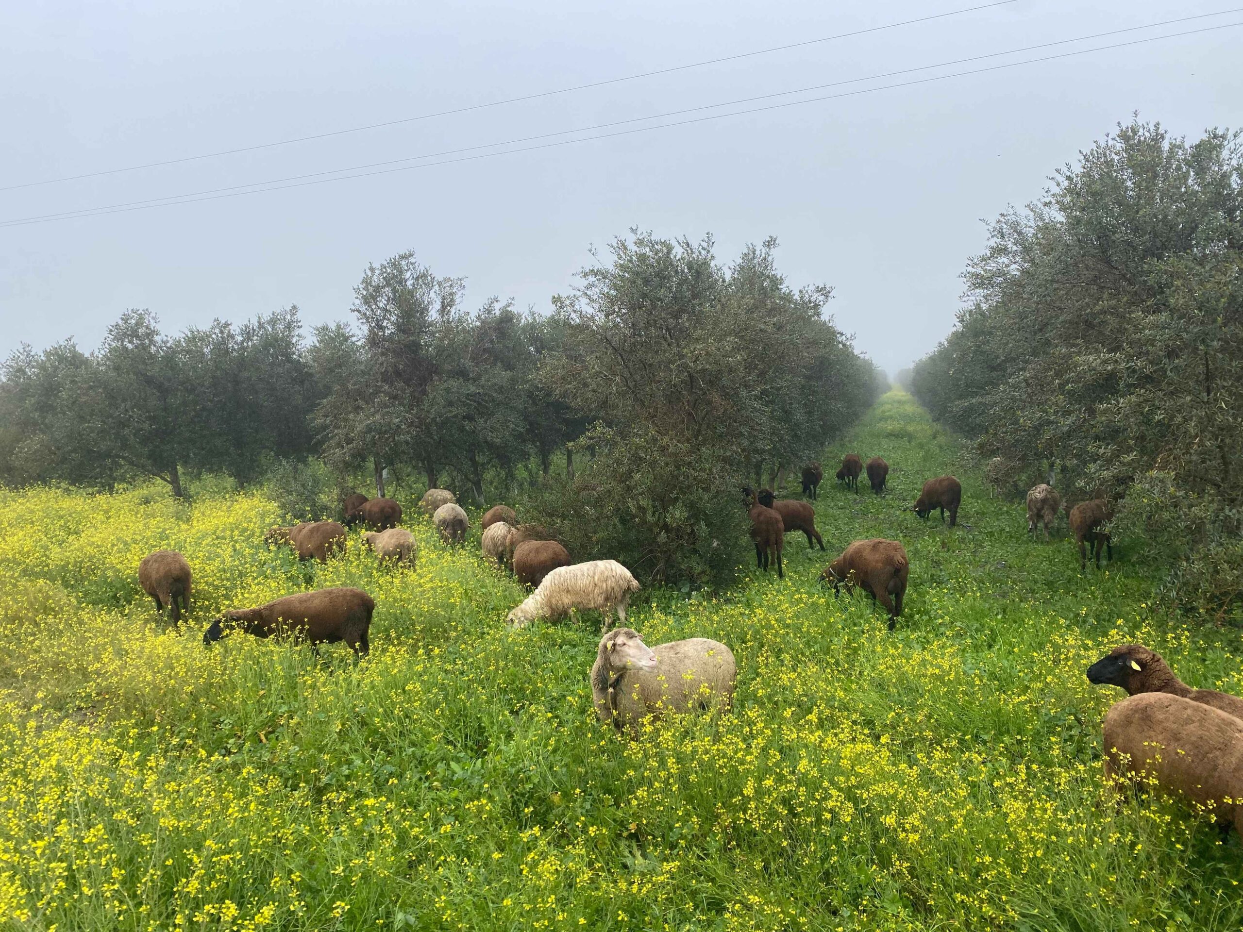 Paisaje de olivar ecológico y biodiversidad en Cortijo el Puerto durante una experiencia de oleoturismo regenerativo en Sevilla