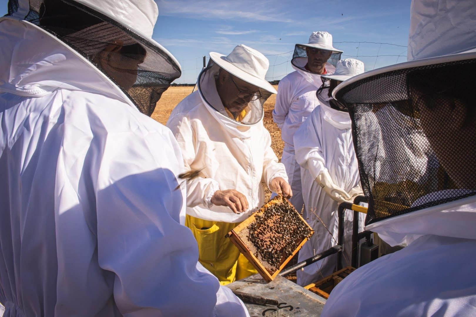 Colmenas y biodiversidad en experiencia de oleoturismo regenerativo en Cortijo el Puerto