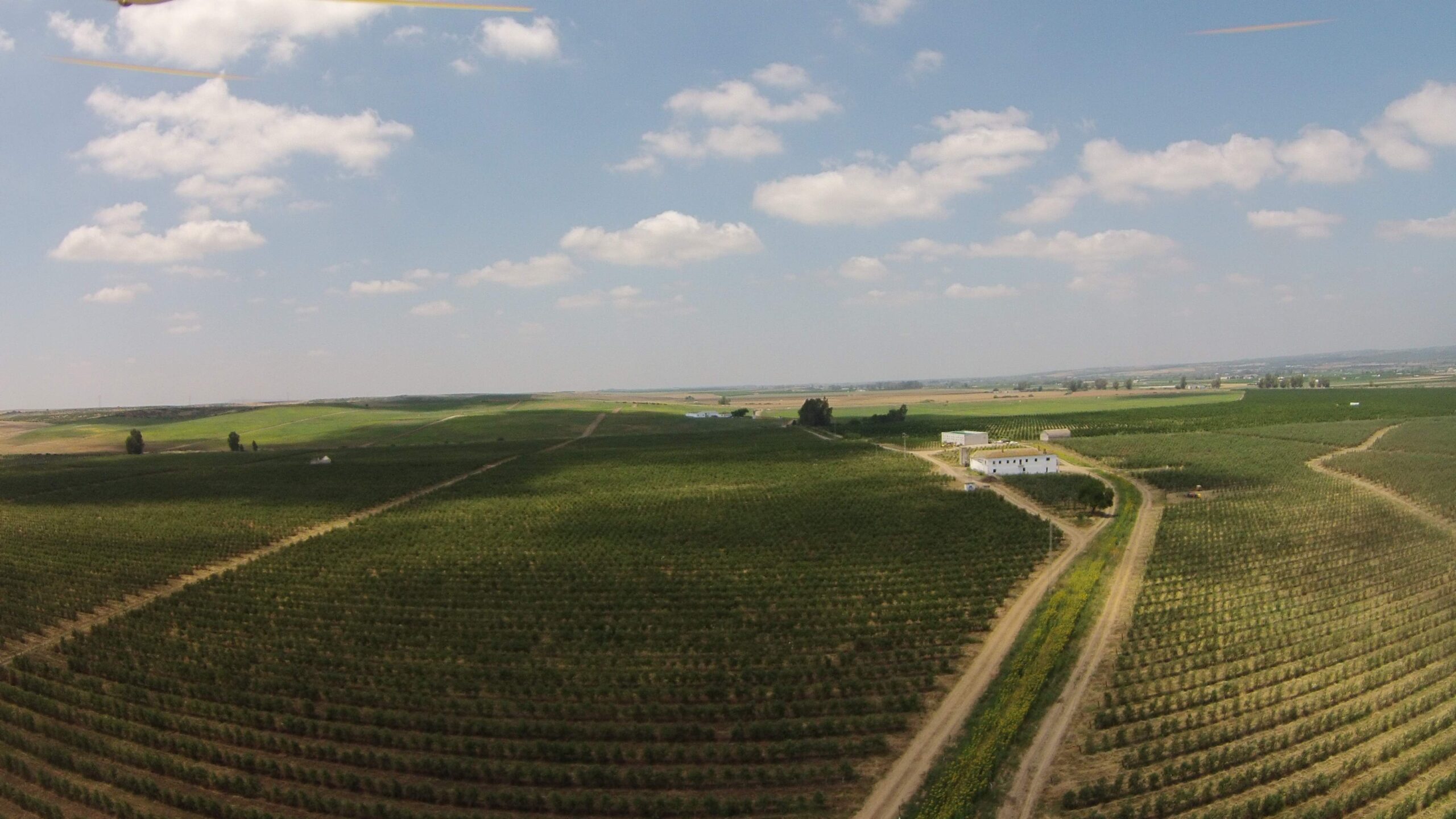 Vista aérea del olivar ecológico y regenerativo de Cortijo el Puerto en Sevilla