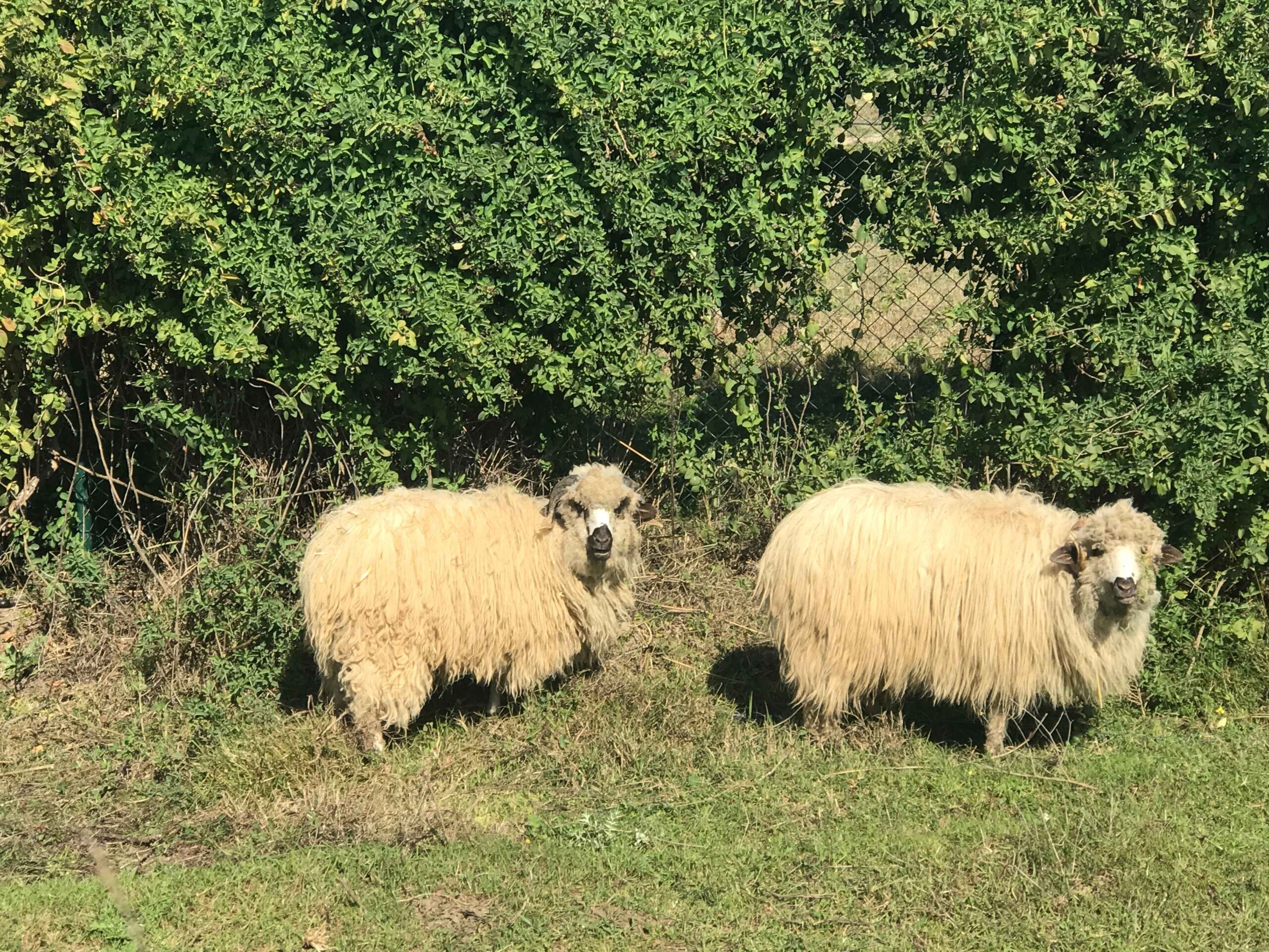 Rebaño de ovejas Churra Lebrijana en finca ecológica de Cortijo el Puerto en Sevilla